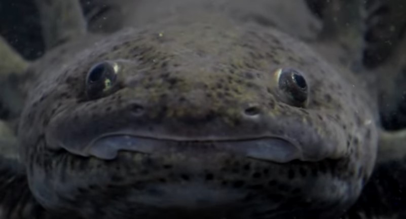 10 חיות ממש נדירות שלא הכרתם